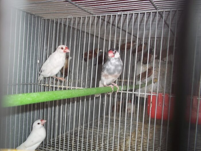 ALONDRAS