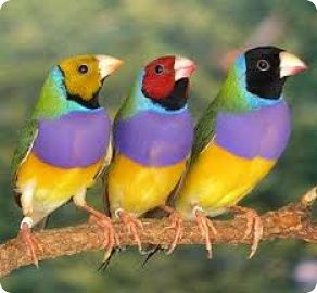 BENGALI  “DIAMANTE DE GOL”