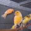 CANARIO FLAUTA