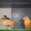 CANARIO FLAUTA