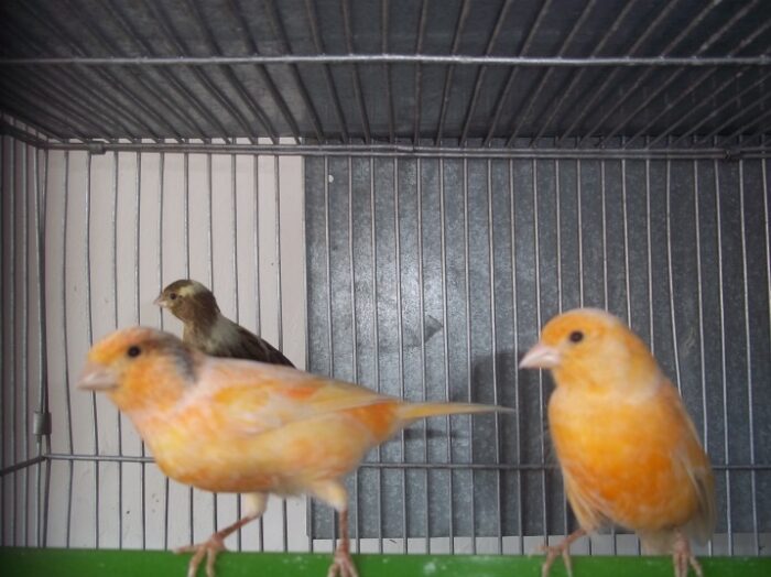 CANARIO FLAUTA