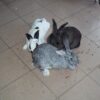 CONEJOS