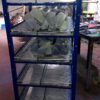 JAULAS PARA POLLO CRIADORA X 500 POLLOS DE UN DIA