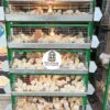 JAULAS PARA POLLO CRIADORA X 500 POLLOS DE UN DIA