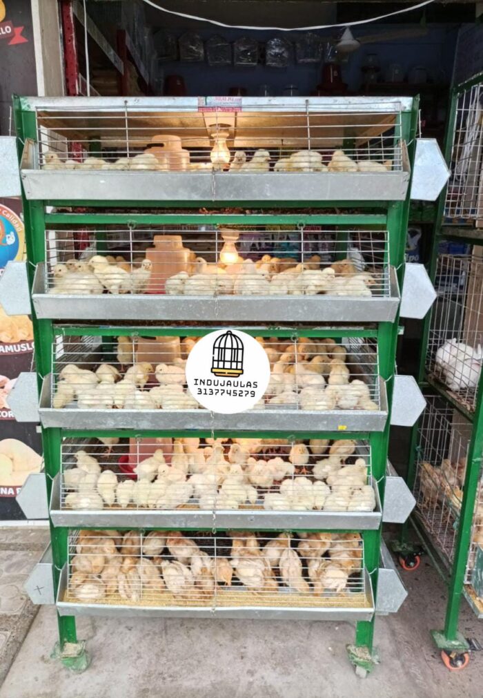 JAULAS PARA POLLO CRIADORA X 500 POLLOS DE UN DIA