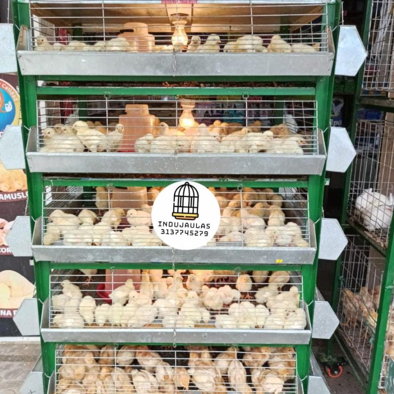 JAULAS PARA POLLO CRIADORA X 500 POLLOS DE UN DIA