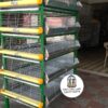JAULAS PARA POLLO CRIADORA X 500 POLLOS DE UN DIA