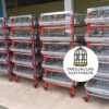 JAULAS PARA POLLO CRIADORA X 500 POLLOS DE UN DIA