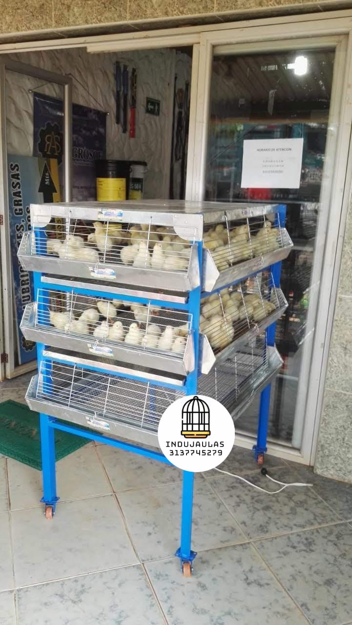 JAULAS PARA POLLO CRIADORA X 300 POLLOS DE UN DIA