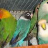 FICHER O AGAPORNIS