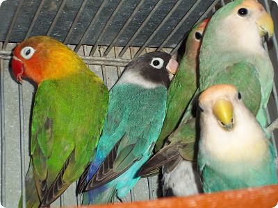 FICHER O AGAPORNIS