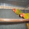FICHER O AGAPORNIS