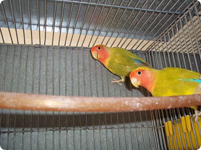 FICHER O AGAPORNIS
