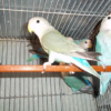 FICHER O AGAPORNIS