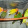 FICHER O AGAPORNIS