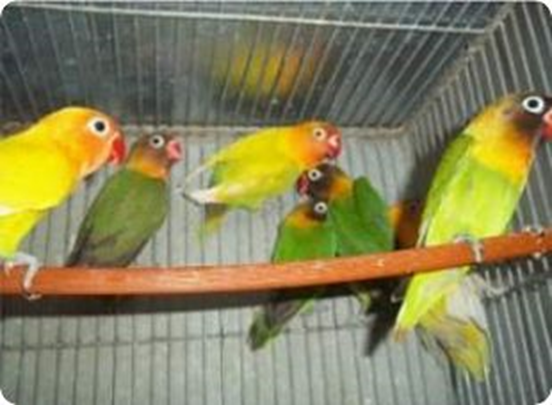 FICHER O AGAPORNIS