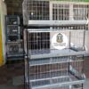 JAULAS PARA POLLO CEBADORA X 30 POLLOS