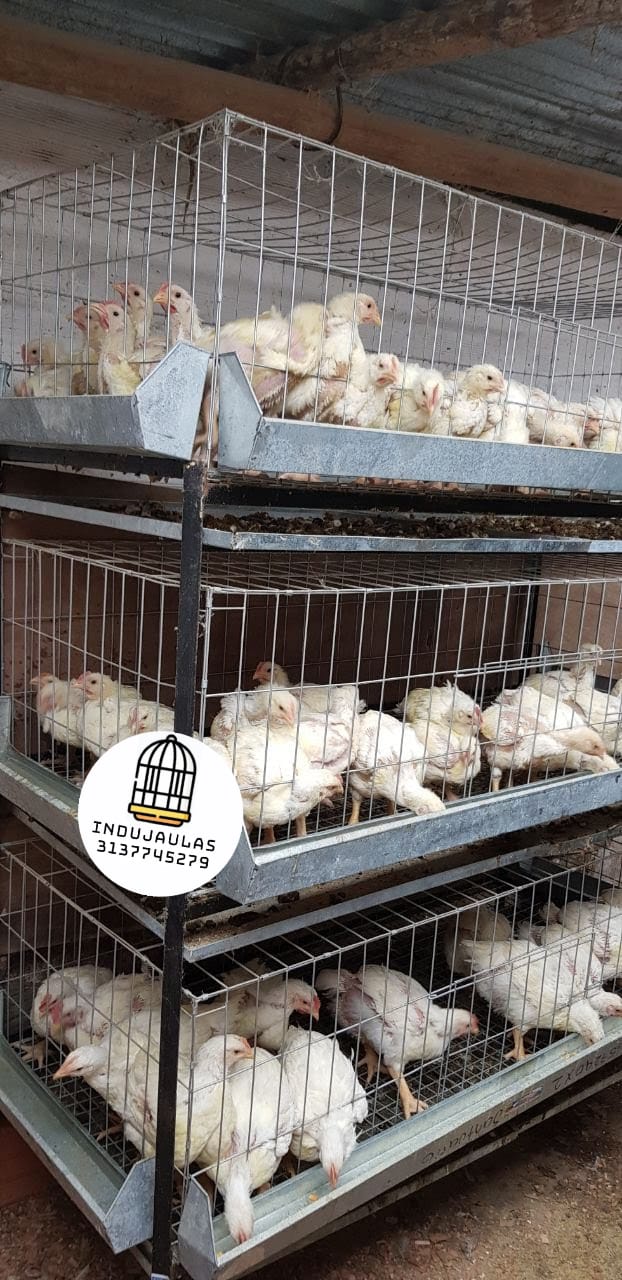 JAULAS PARA POLLO CEBADORA X 50 POLLOS