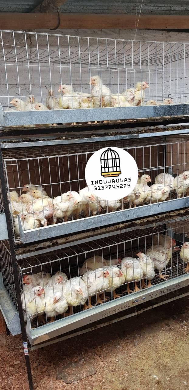 JAULAS PARA POLLO CEBADORA X 50 POLLOS