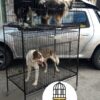 JAULAS PARA PERRO