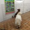 JAULAS PARA PERRO