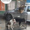 JAULAS PARA PERRO