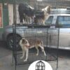 JAULAS PARA PERRO