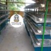 JAULAS PARA CODORNIZ MODULO VERTICAL PARA 200 AVES