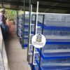 JAULAS PARA CODORNIZ MODULO VERTICAL PARA 200 AVES
