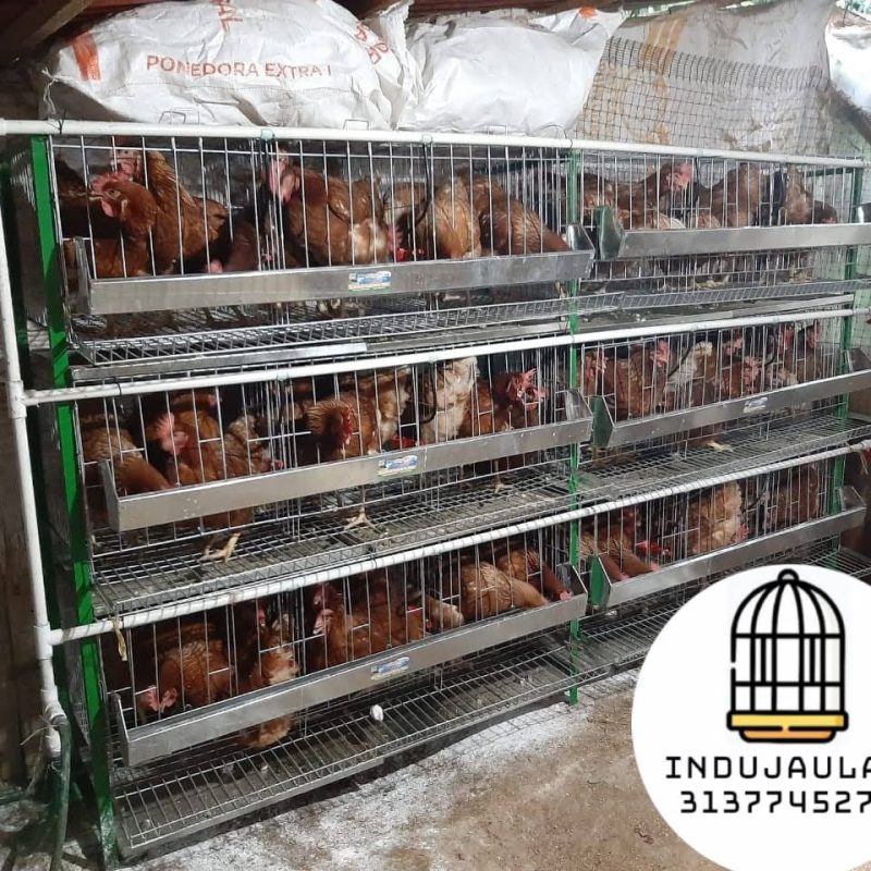 JAULAS PARA GALLINA MODULOS VERTICALES PARA 27 AVES