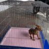 JAULAS PARA PERROS O GATOS