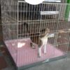 JAULAS PARA PERROS O GATOS