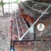 jaulas piramidal 54 gallinas 4 JAULAS PARA GALLINA MODULO PIRAMIDAL PARA 54 AVES