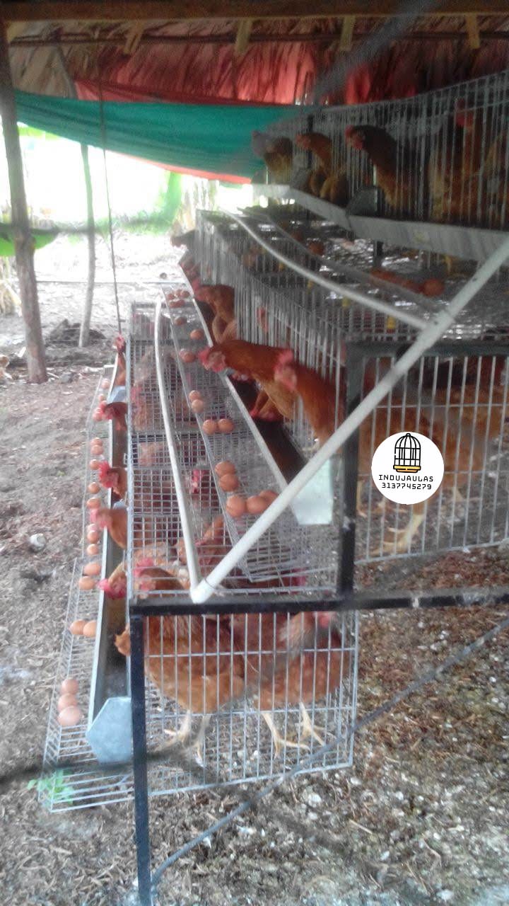 JAULAS PARA GALLINA MODULO PIRAMIDAL PARA 54 AVES