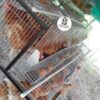 jaulas piramidal 54 gallinas 5 JAULAS PARA GALLINA MODULO PIRAMIDAL PARA 54 AVES