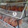 jaulas piramidal 54 gallinas 7 JAULAS PARA GALLINA MODULO PIRAMIDAL PARA 54 AVES