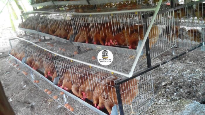 jaulas piramidal 54 gallinas 7 JAULAS PARA GALLINA MODULO PIRAMIDAL PARA 54 AVES