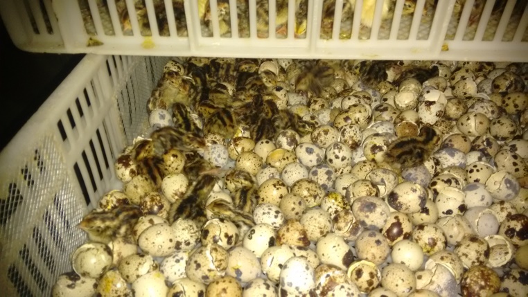 NACIMIENTO DE CODORNIZ