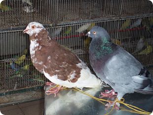 PALOMO ROMANO O GIGANTE