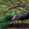 PAVO REAL