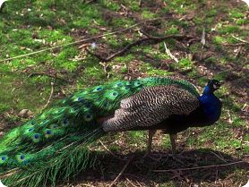 PAVO REAL