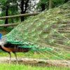 PAVO REAL