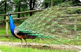 PAVO REAL