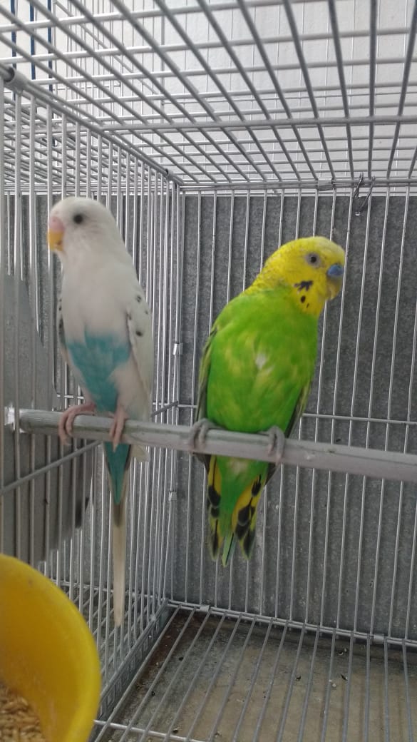 PERICOS AUSTRALIANOS