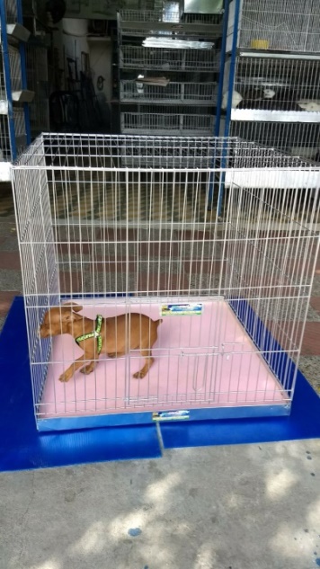 JAULAS PARA PERROS Y GATOS