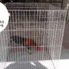 rejones para gallos 2 JAULAS PARA GALLOS FINOS - REJONES