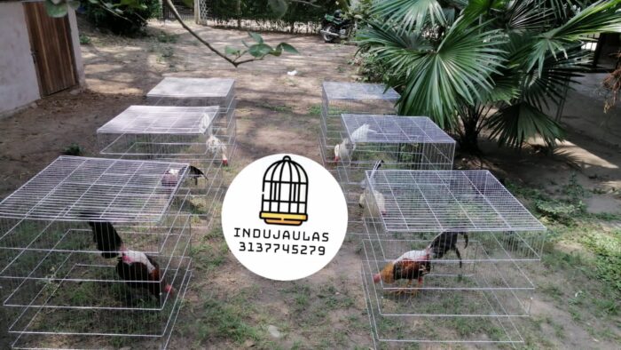 rejones para gallos 9 JAULAS PARA GALLOS FINOS - REJONES