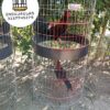 JAULA PARA GALLO FINO REDONDA DE 2 y 3 PUESTOS