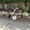 JAULA PARA GALLO FINO REDONDA DE 2 y 3 PUESTOS