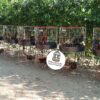 JAULA PARA GALLO FINO REDONDA DE 2 y 3 PUESTOS